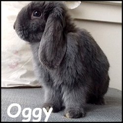 Oggy