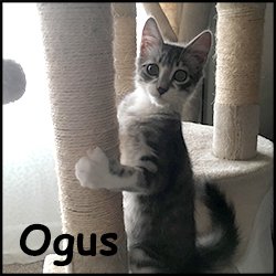 Ogus