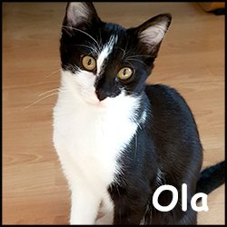 Ola