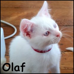 Olaf