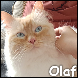 Olaf