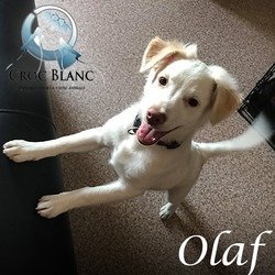 Olaf