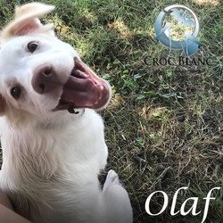 Olaf 2