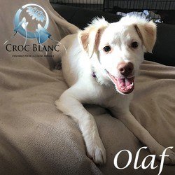 Olaf 3