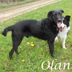 Olan