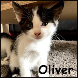 Oliver