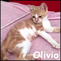 Olivio