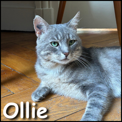 Ollie