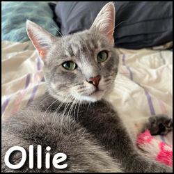 Ollie