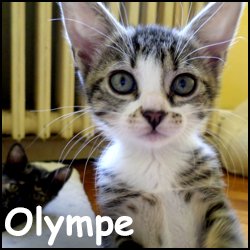 Olympa
