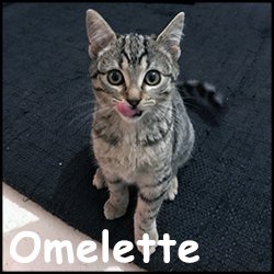 Omelette