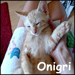 Onigri