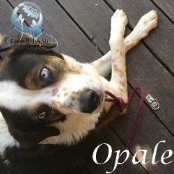 OPale