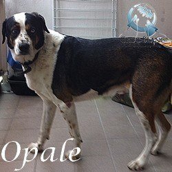 Opale