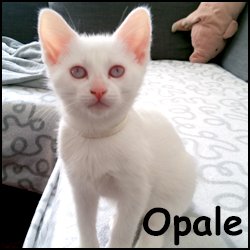 Opale