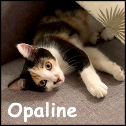 Opaline