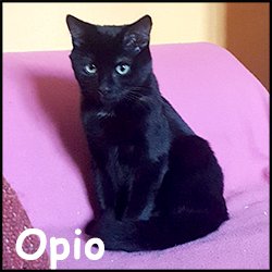 Opio