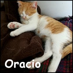 Oracio