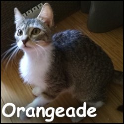 Orangeade