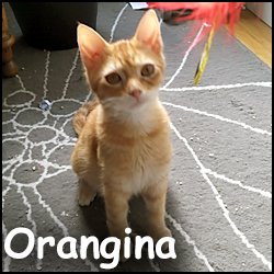 Orangina