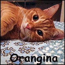 Orangina