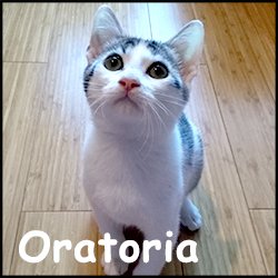 Oratoria