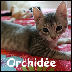 Orchidée