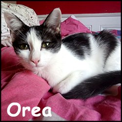 Orea