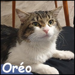 Oréo