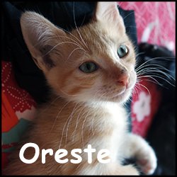 Oreste