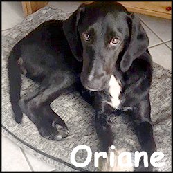 Oriane
