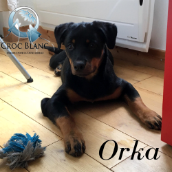 Orka1