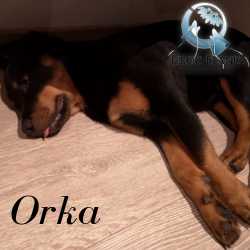 Orka2