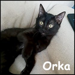 Orka 2