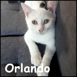 Orlando