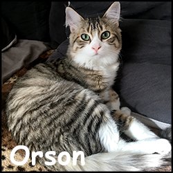 Orson