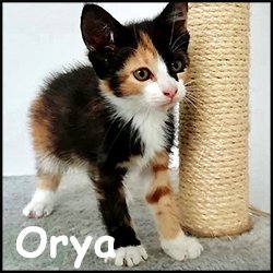 Orya