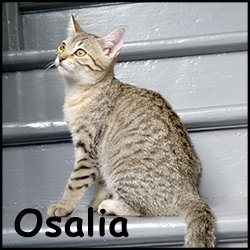 Osalia