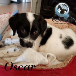 Oscar