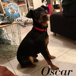 Oscar