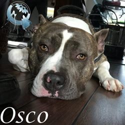 Osco