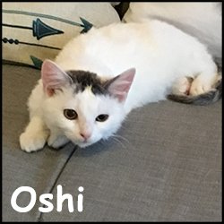 Oshi