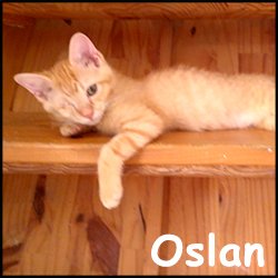 Oslan