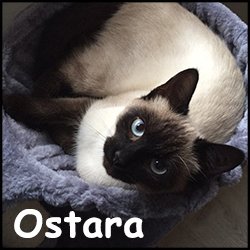 Ostara