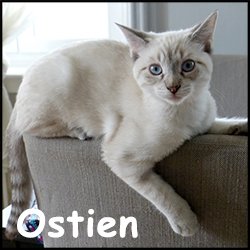 Ostien