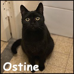 Ostine