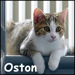 Oston