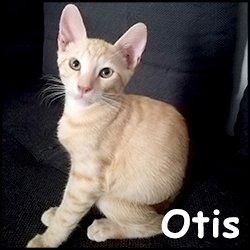 Otis