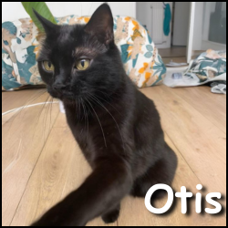 Otis