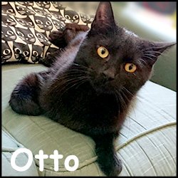 Otto